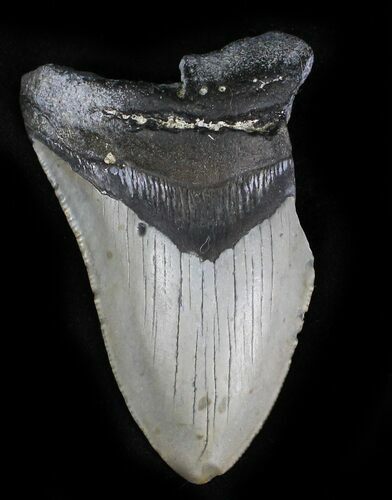 Partial Megalodon Tooth - North Carolina #28491